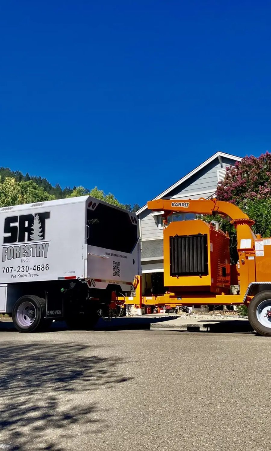 Professional tree service crew member in Sonoma County and the North Bay