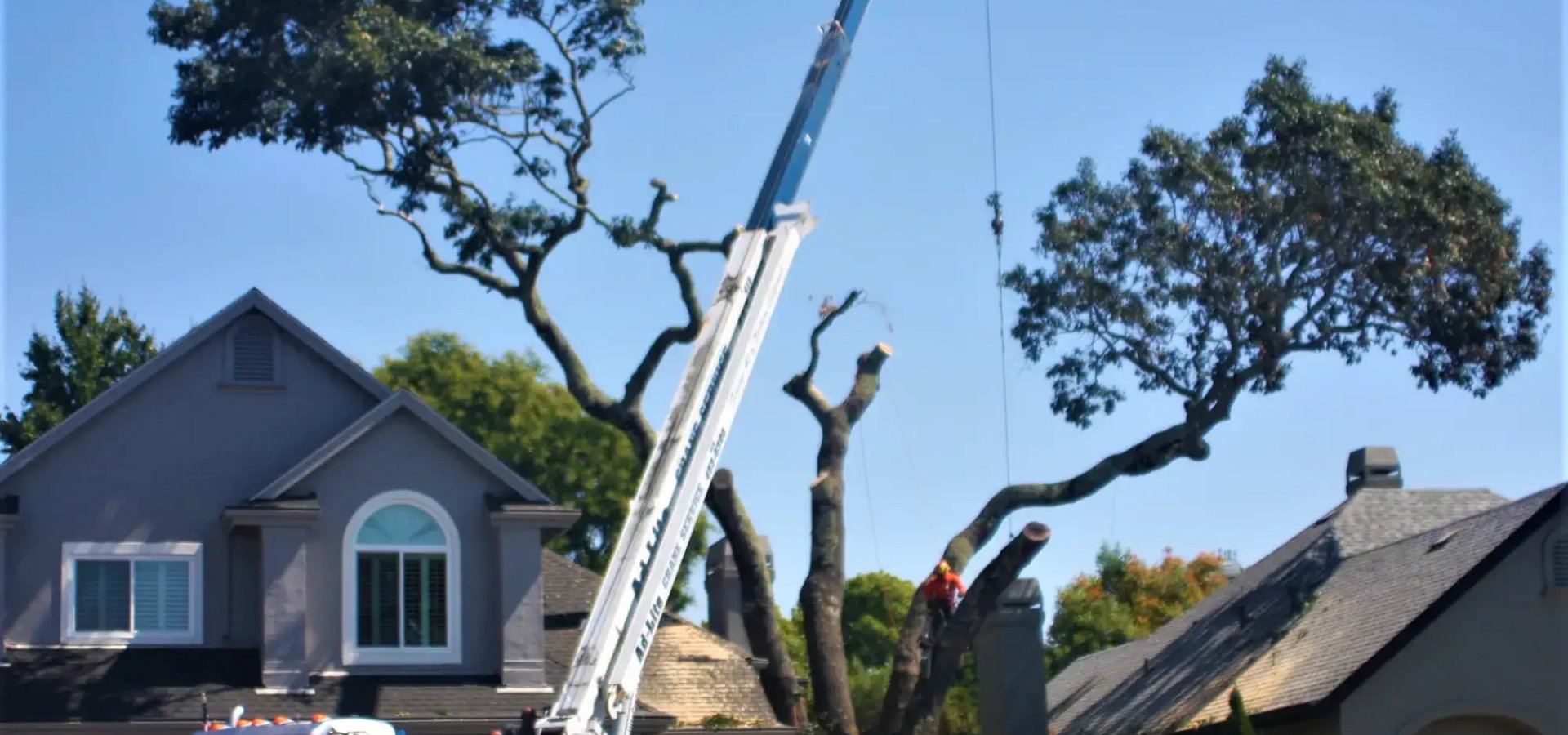 Tree service in Windsor CA by SRT Forestry
