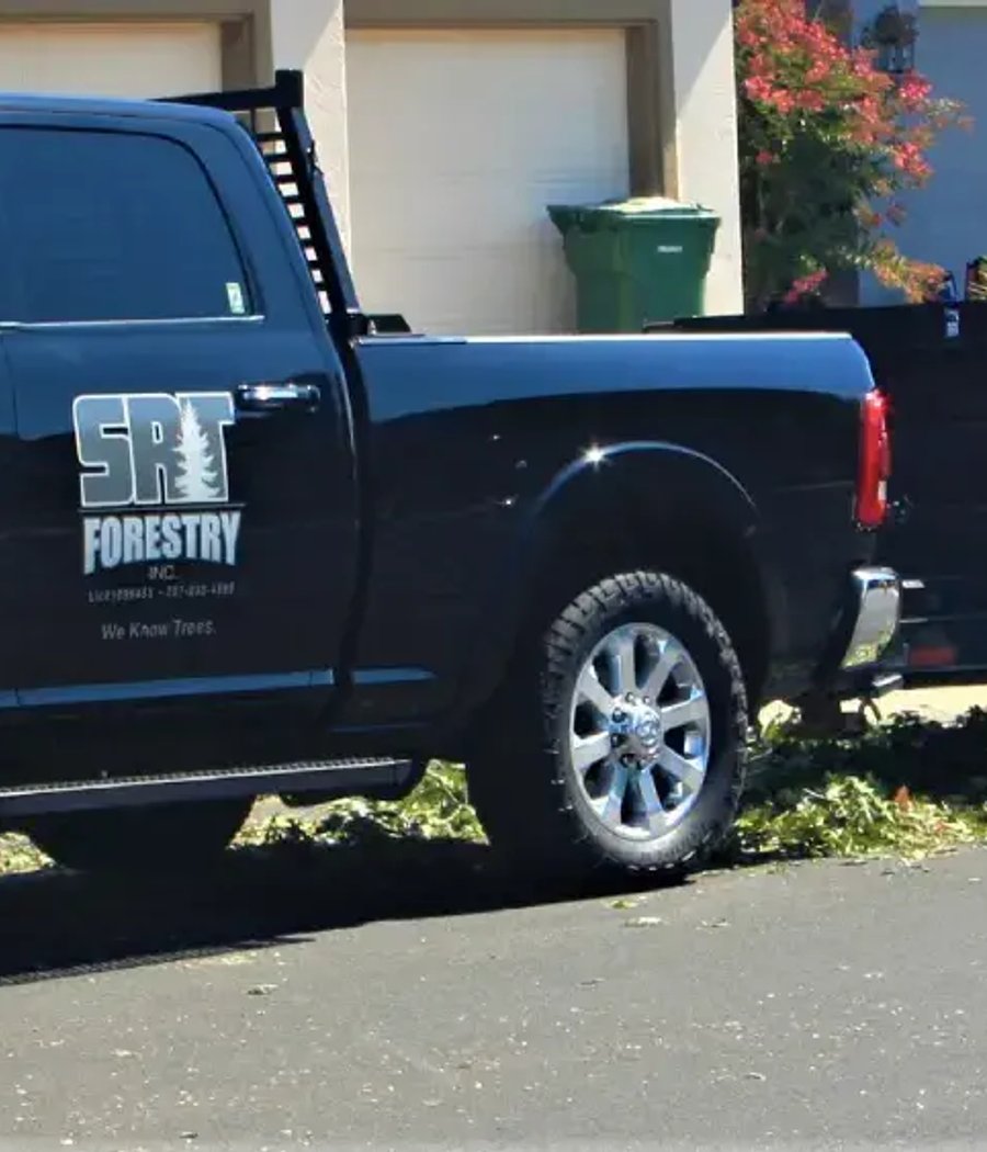 SRT Forestry commercial tree crew in Santa Rosa CA