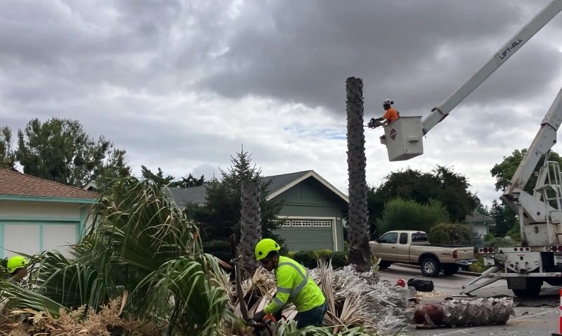 Emergency tree removal after storm damage
