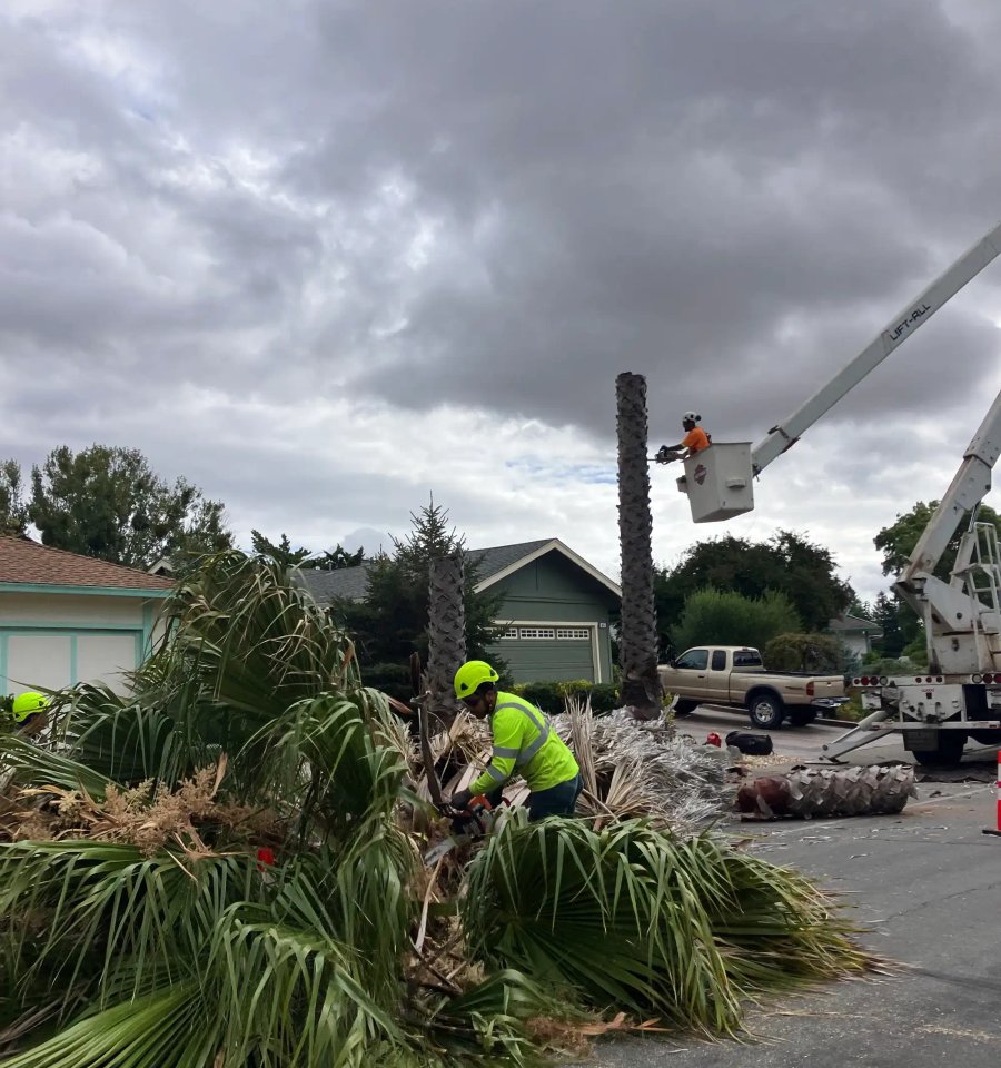 Storm damage tree cleanup planning in Santa Rosa
