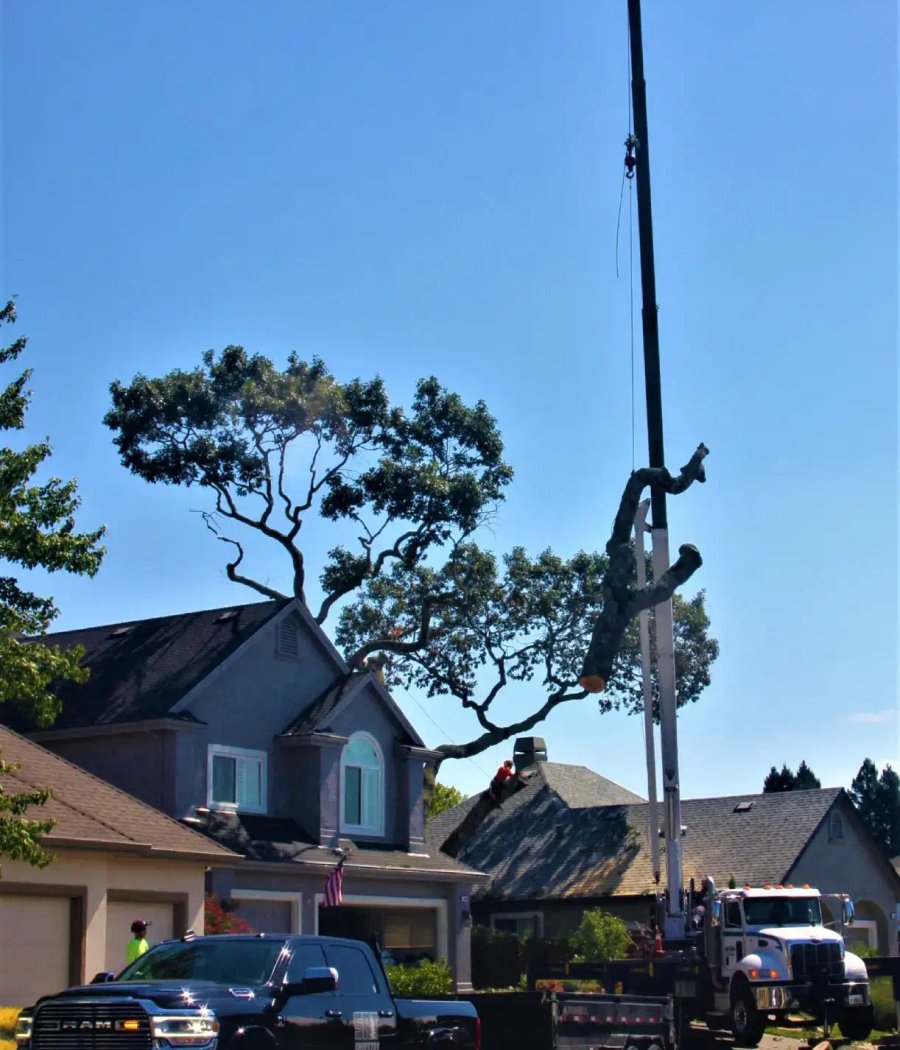 SRT Forestry line clearing crew working in Sonoma County