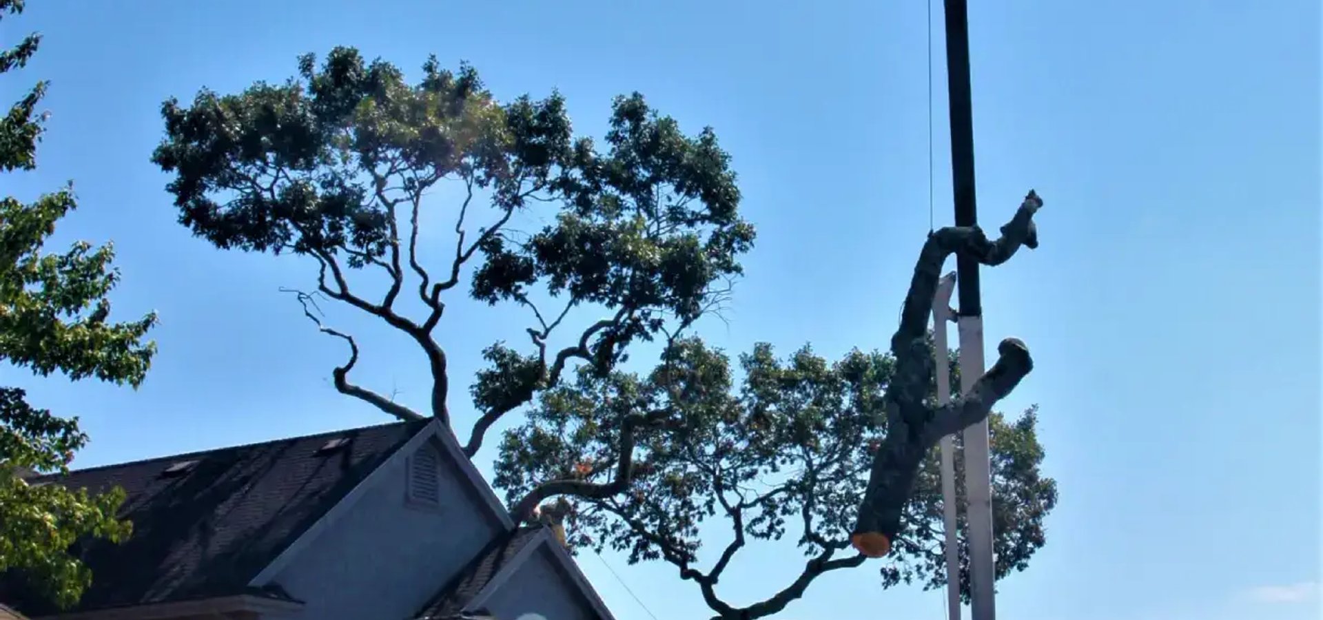 Tree service in Petaluma CA by SRT Forestry