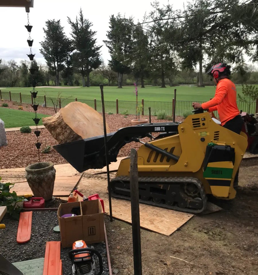 Tree stump grinding work in Santa Rosa