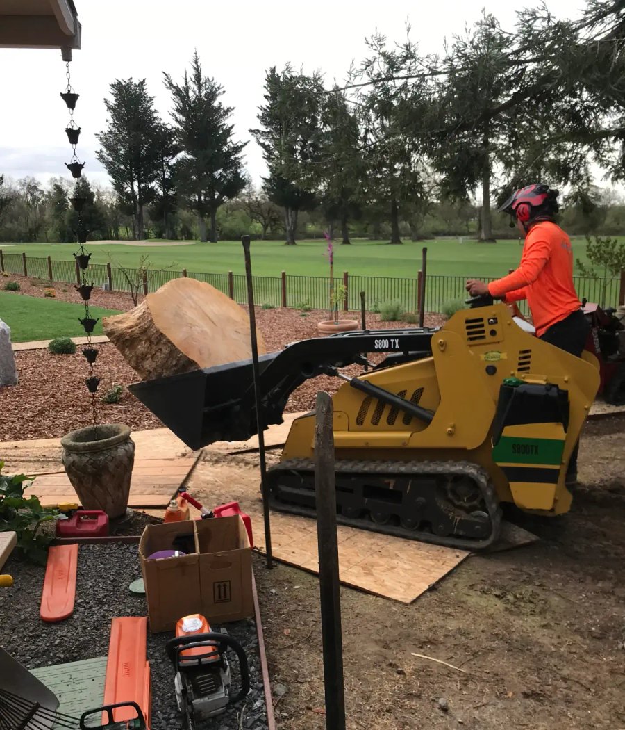 SRT Forestry cleaning up a tree stump in Santa Rosa CA