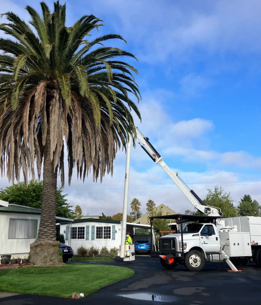 SRT Forestry cutting down a tree in Santa Rosa CA