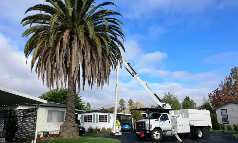 Tree consultation and risk assessment service