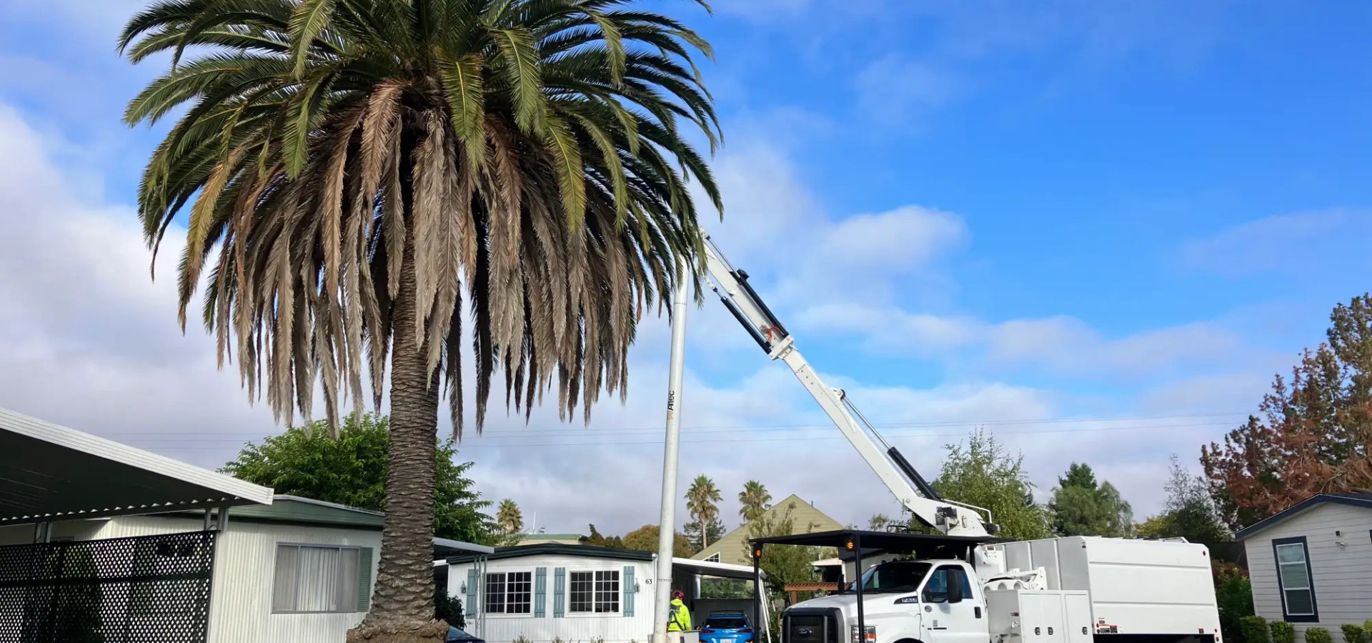 Tree service in Sonoma CA by SRT Forestry