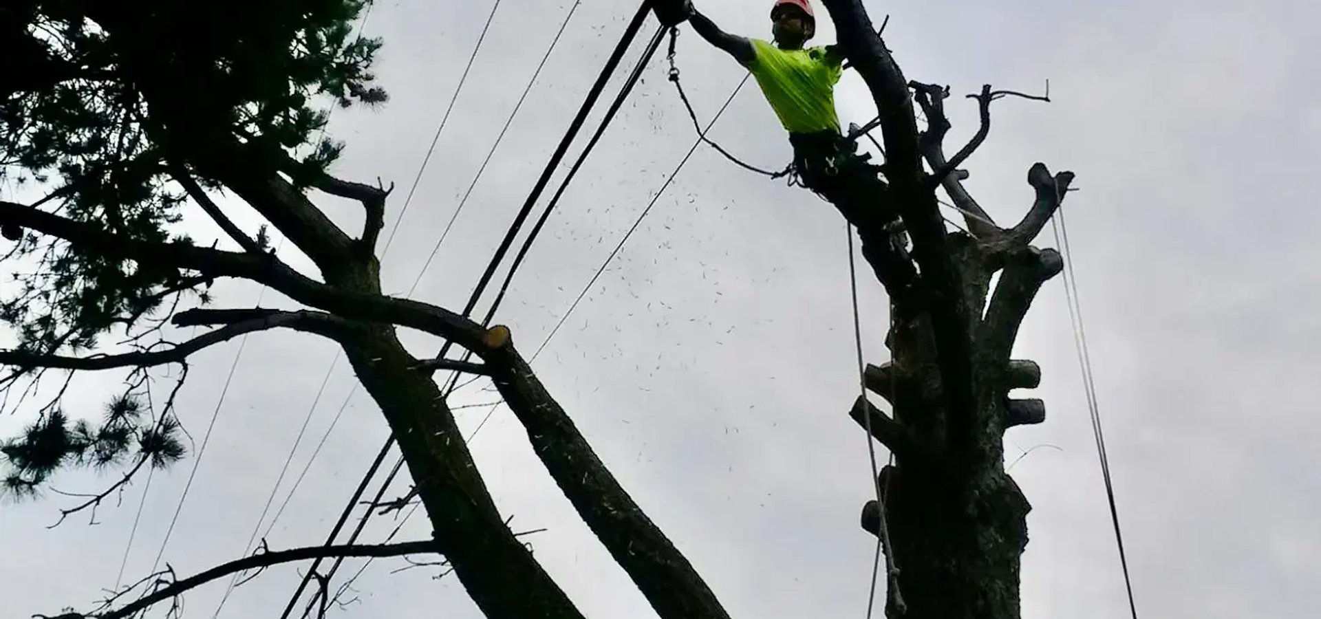 Tree service in Healdsburg CA by SRT Forestry