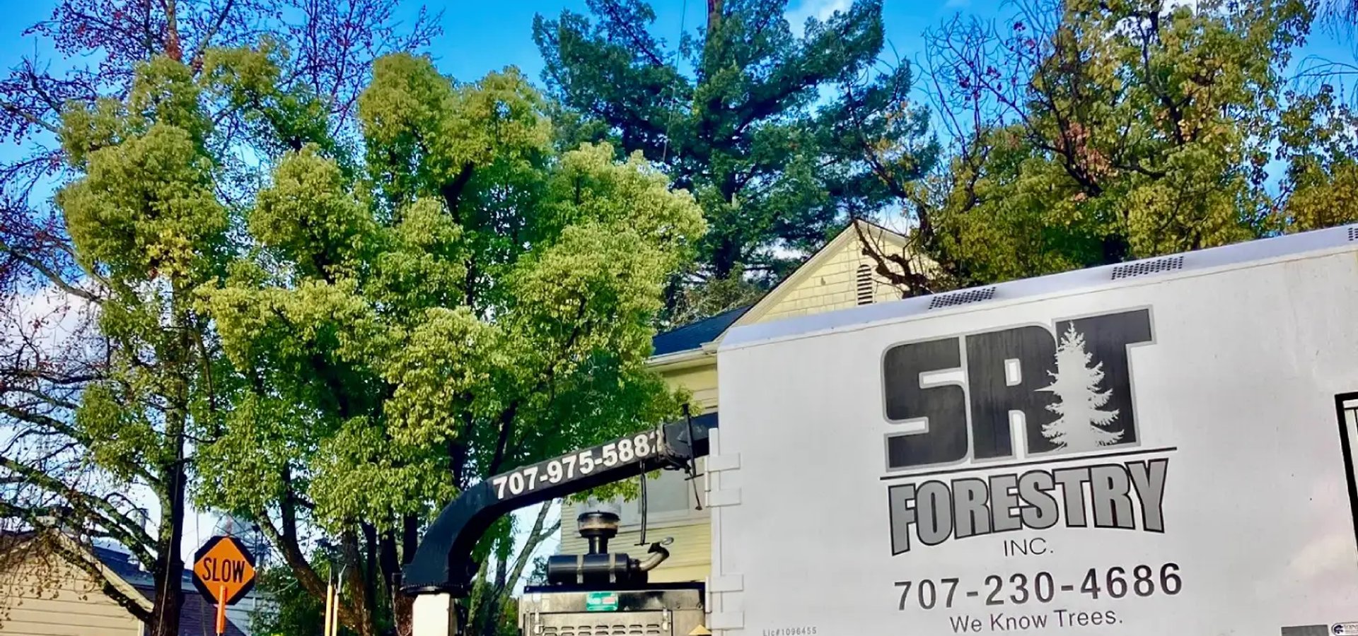 Tree service in Guerneville CA by SRT Forestry