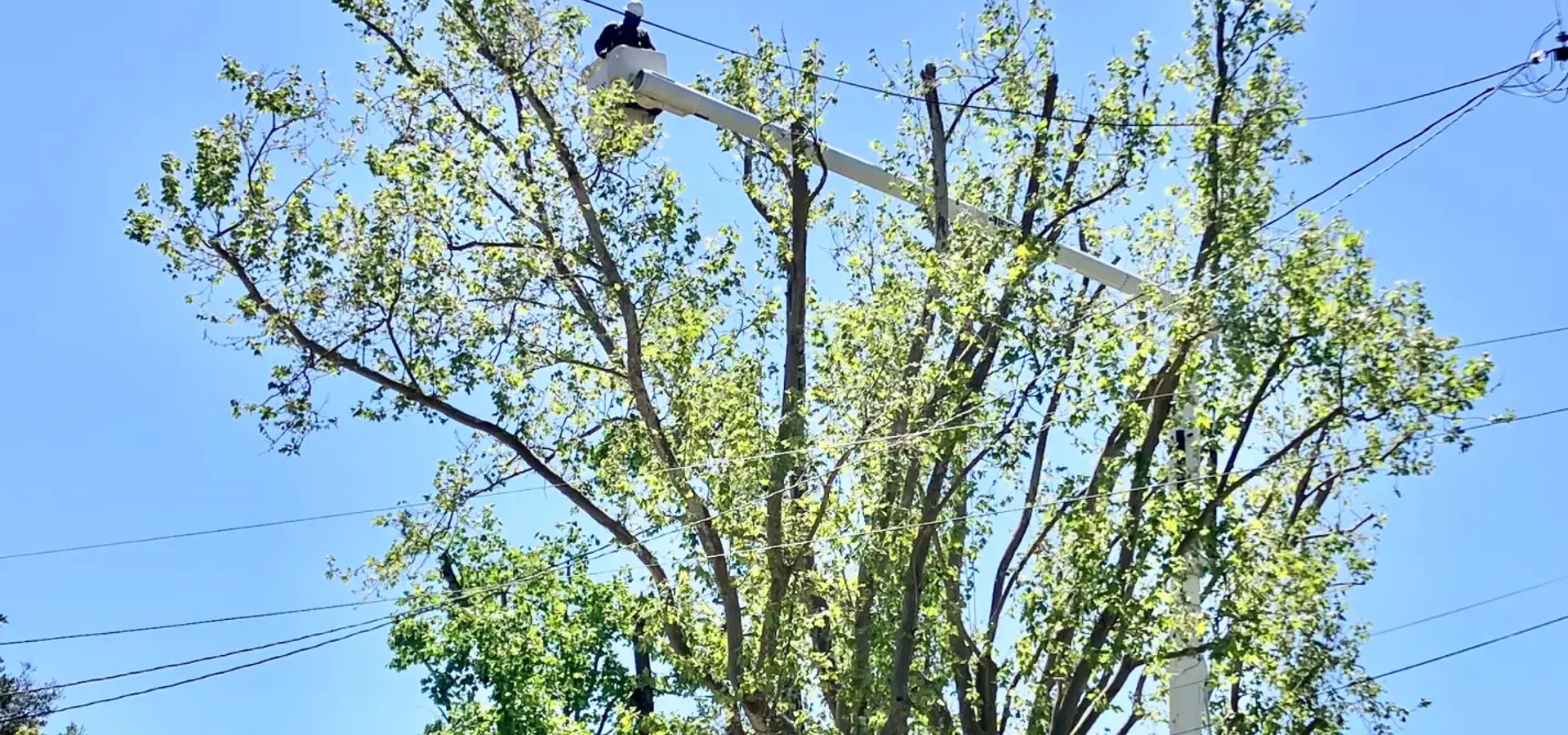 Tree trimming and pruning service in Sonoma County