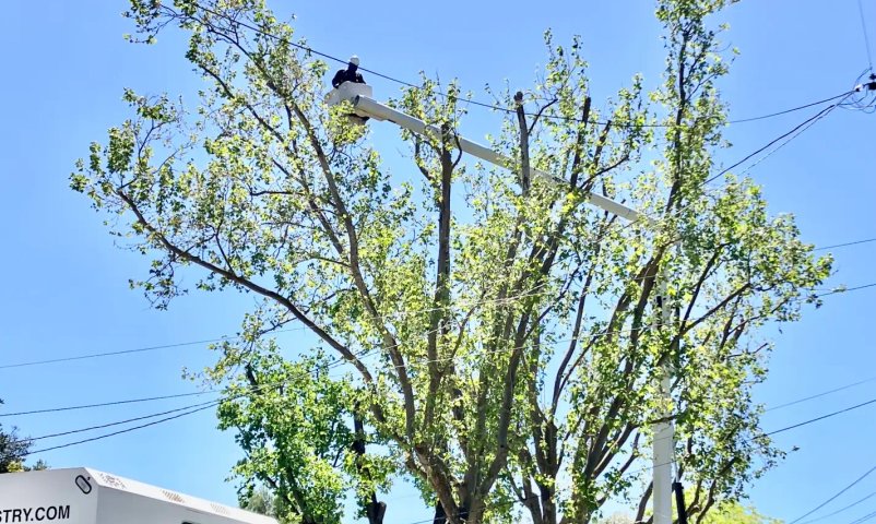 Tree trimming and pruning service in Sonoma County