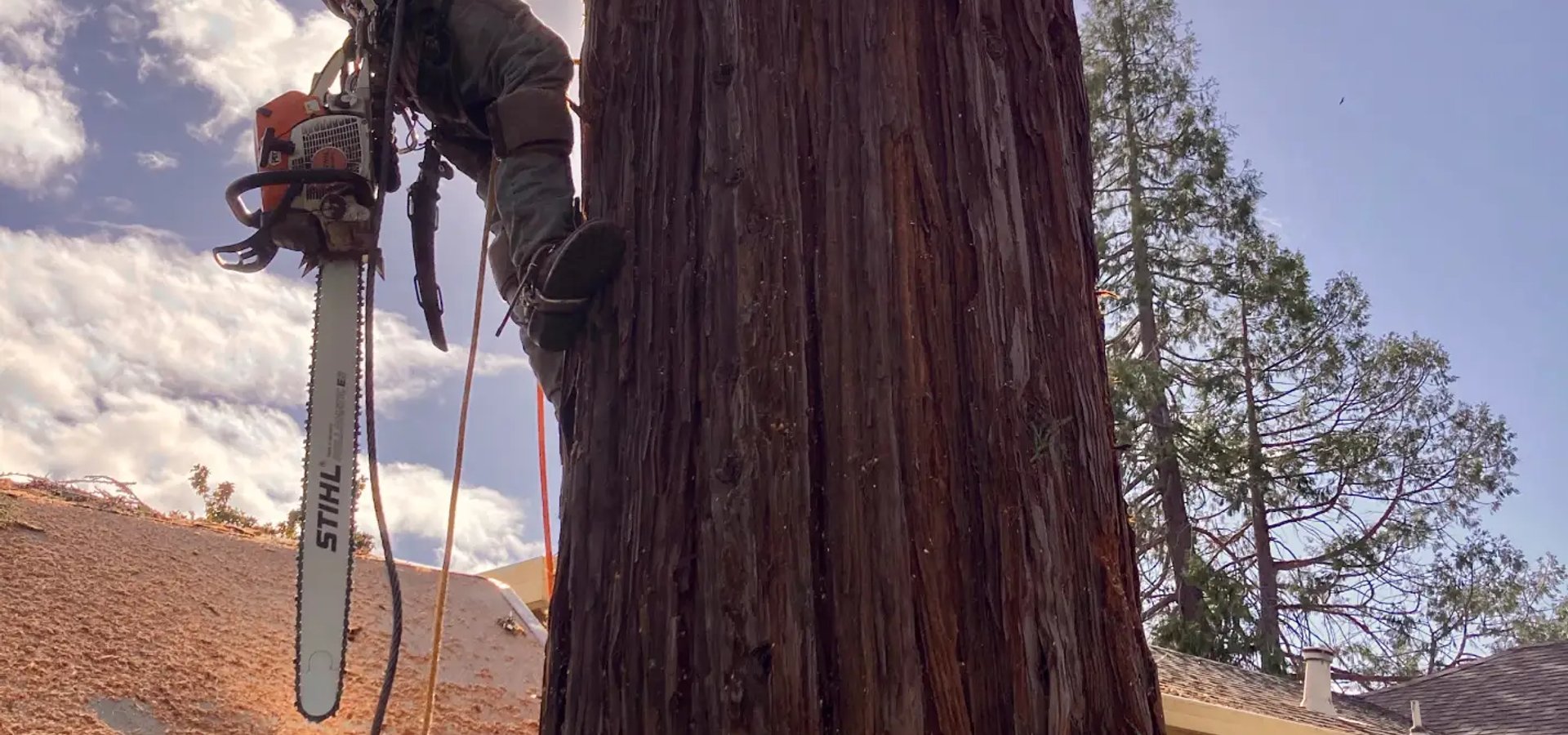 Tree limb removal service in Santa Rosa CA