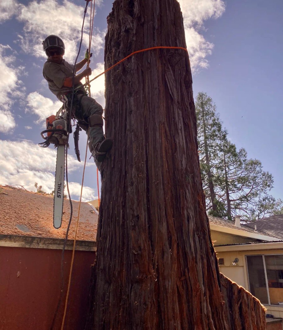 SRT Forestry crew removing a large tree in Santa Rosa CA