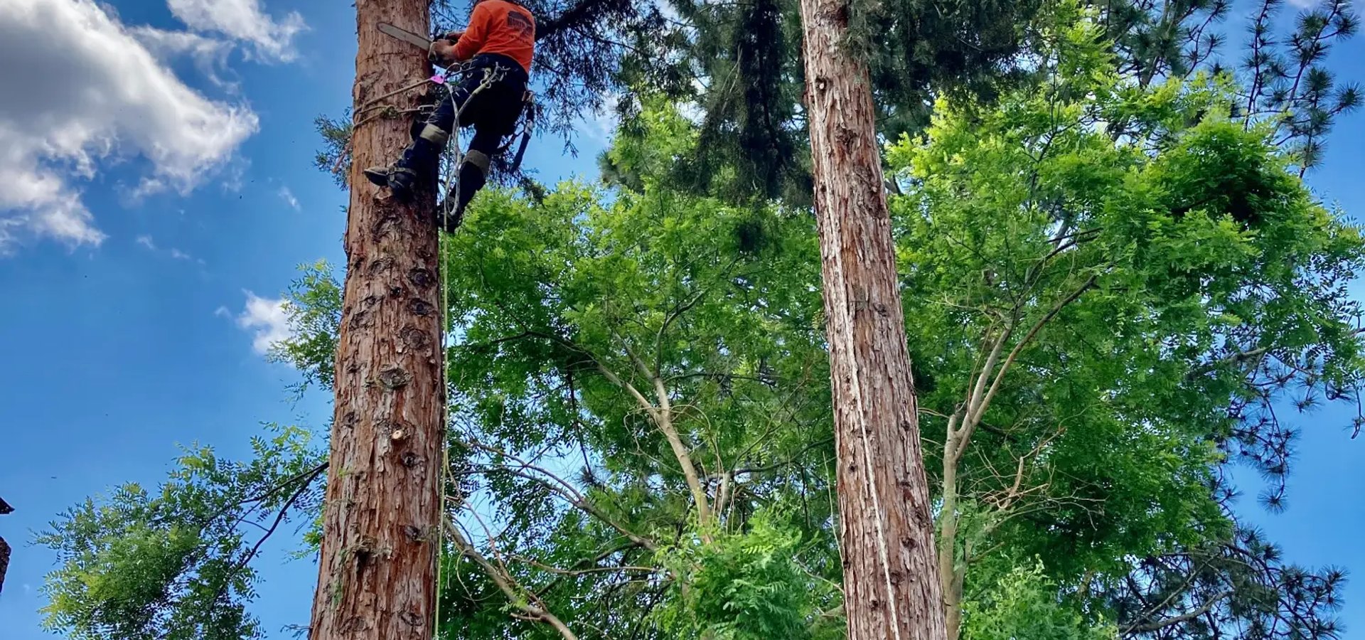 Tree pruning service in Santa Rosa CA