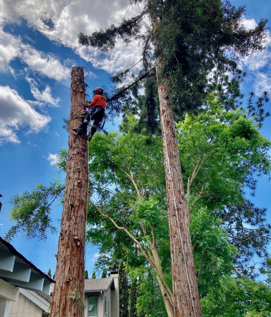 SRT Forestry removing a large tree limb in Santa Rosa CA