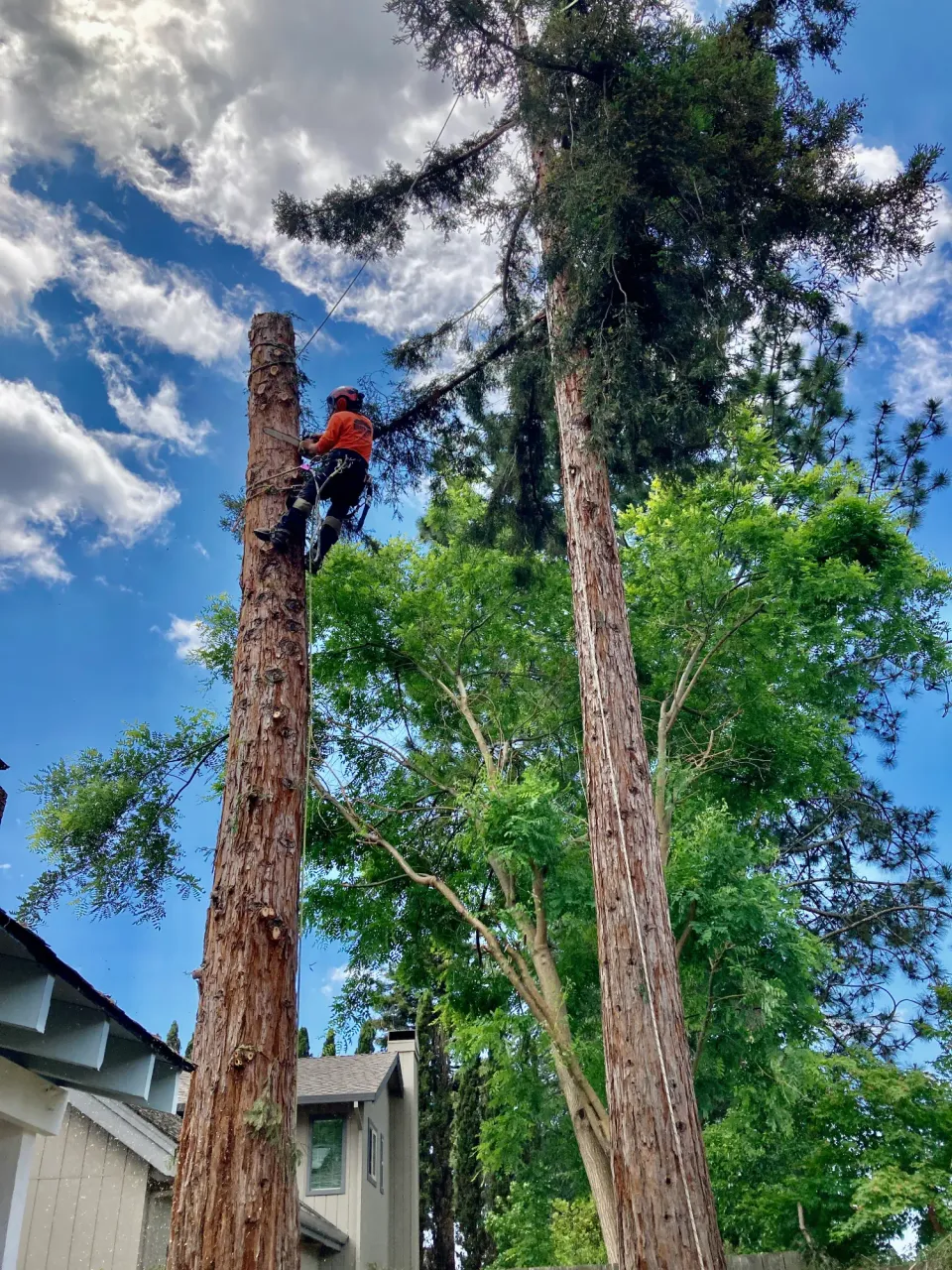 Climber working among tall trees