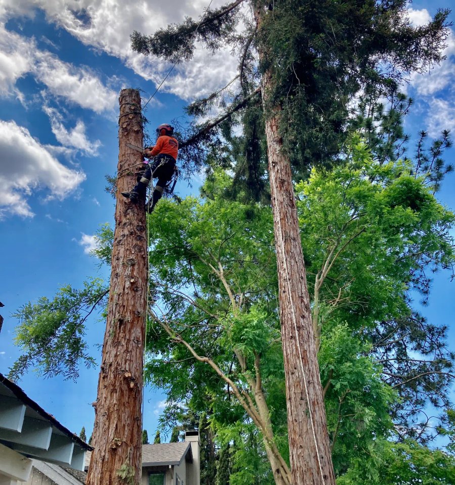 SRT Forestry tree crew serving Sebastopol California