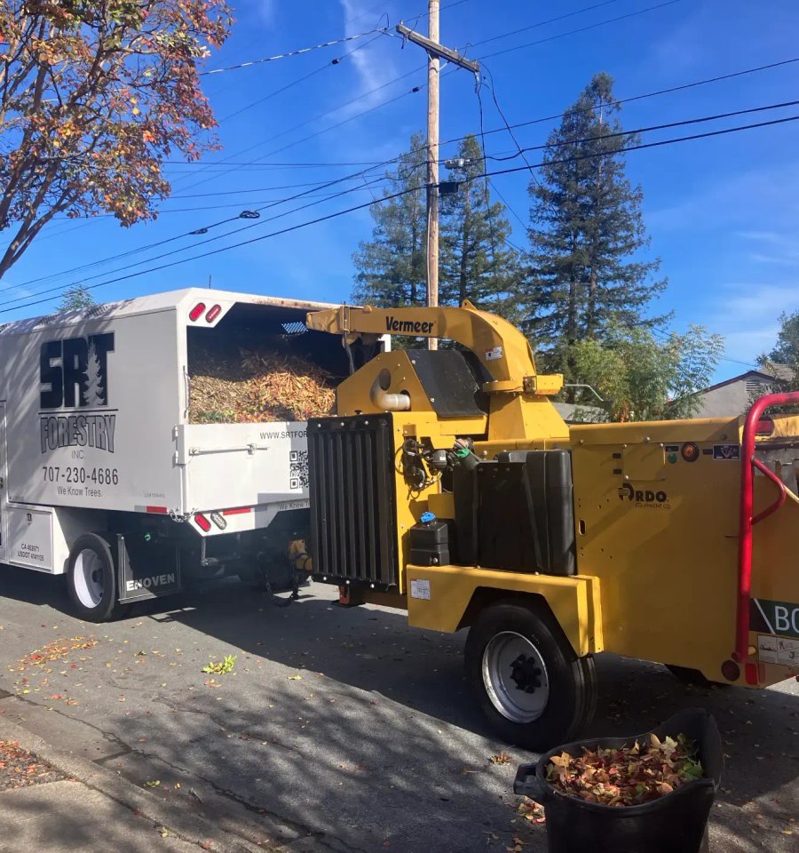 SRT Forestry tree crew serving Cotati California
