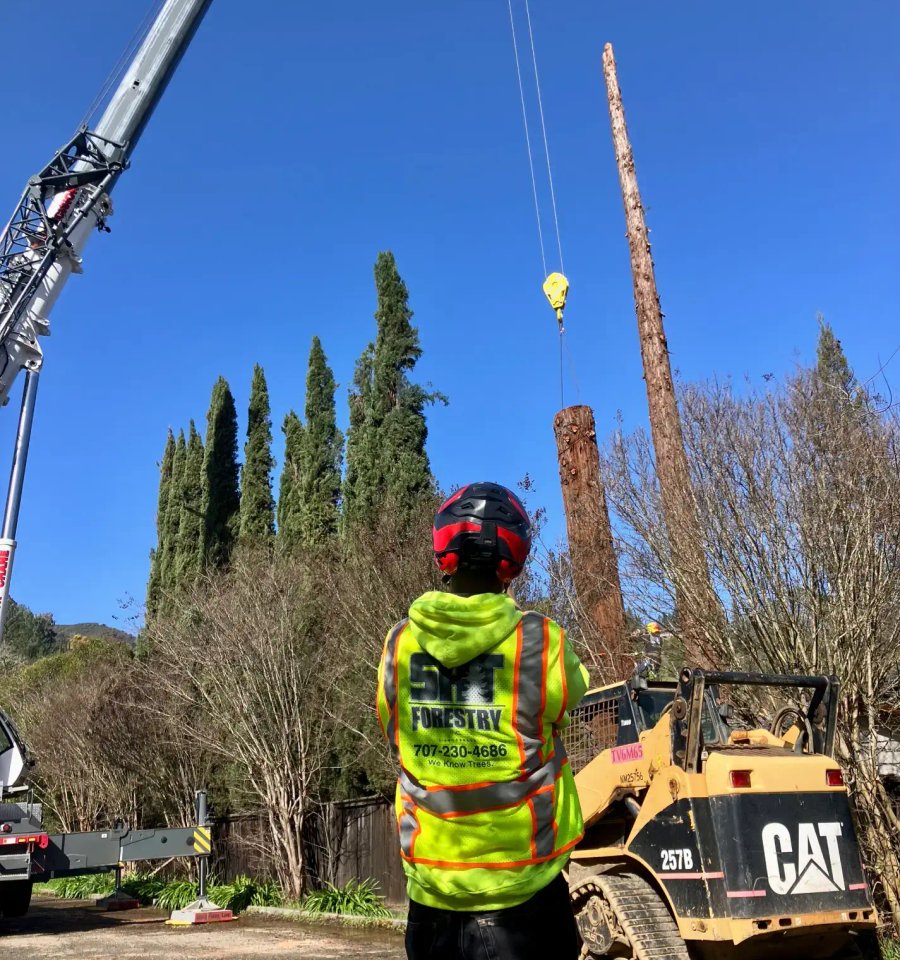 SRT Forestry tree removal and trimming crew serving Petaluma California