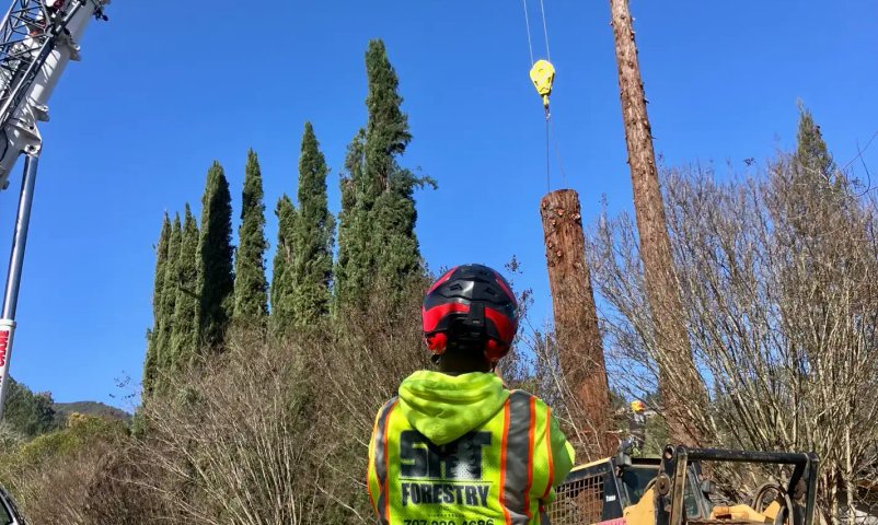 Hazard tree removal service near homes and structures