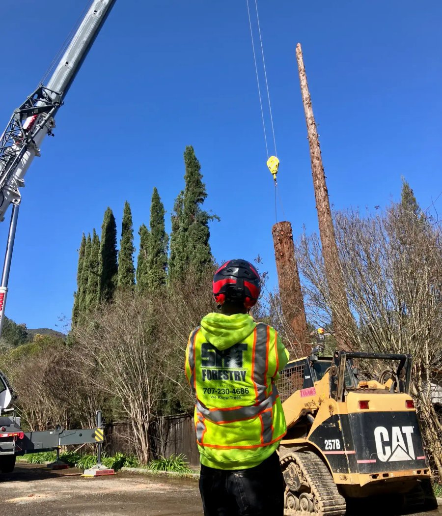 Professional crew removing a hazardous tree near a structure in Sonoma County