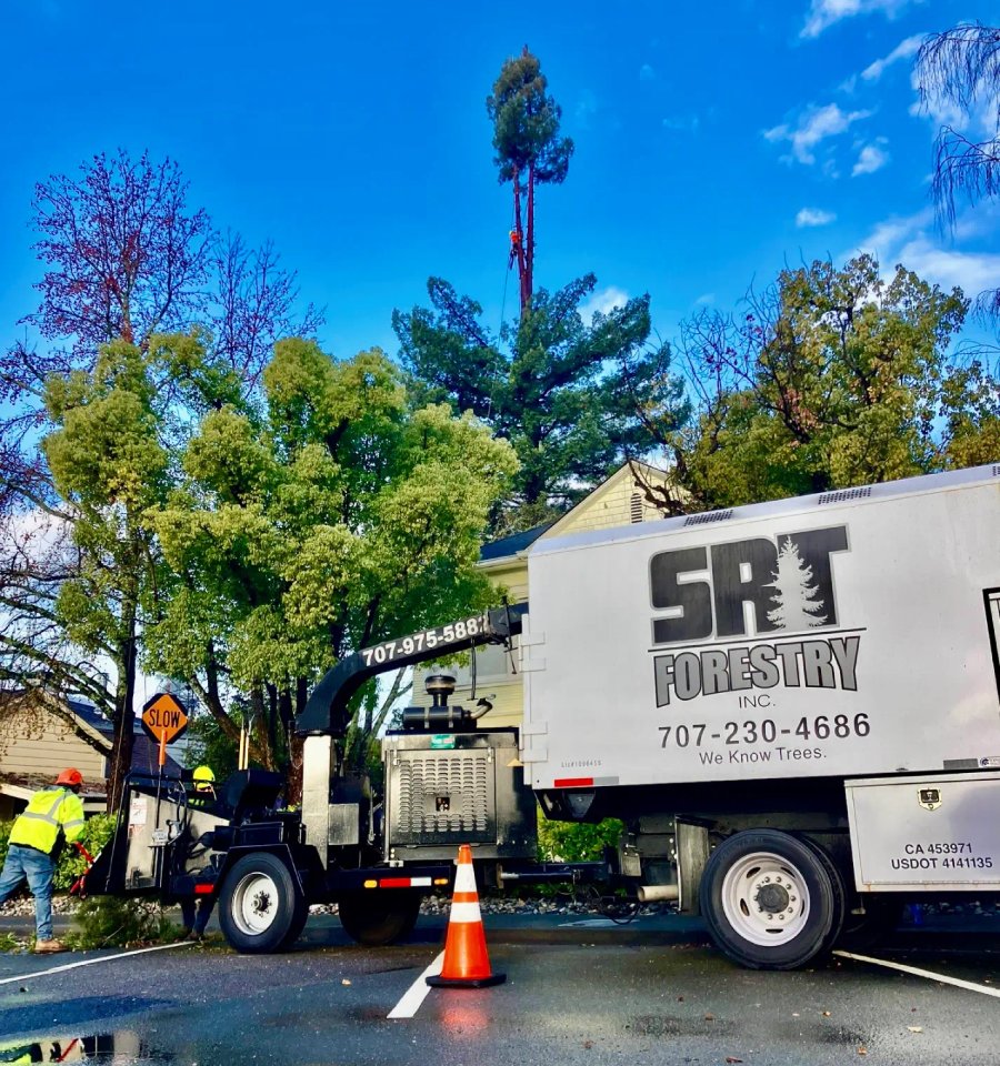 Local tree crew providing safe hazard tree removal in Sonoma County