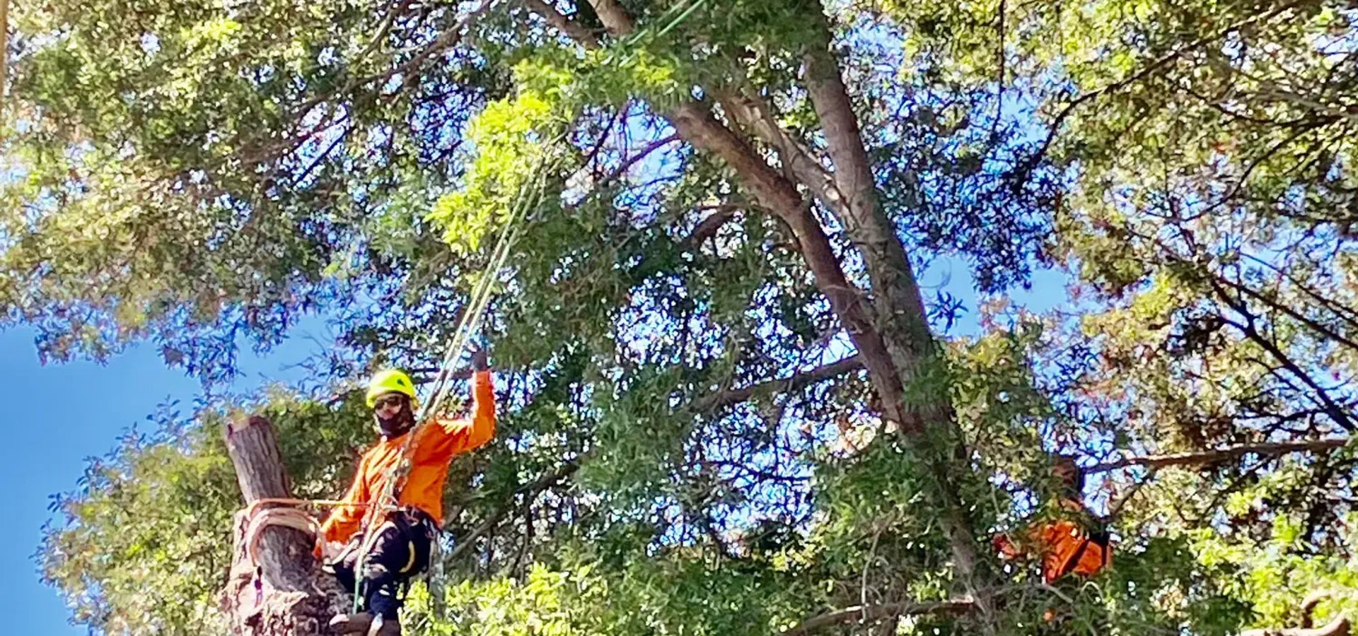 Tree diagnostics service in Santa Rosa CA