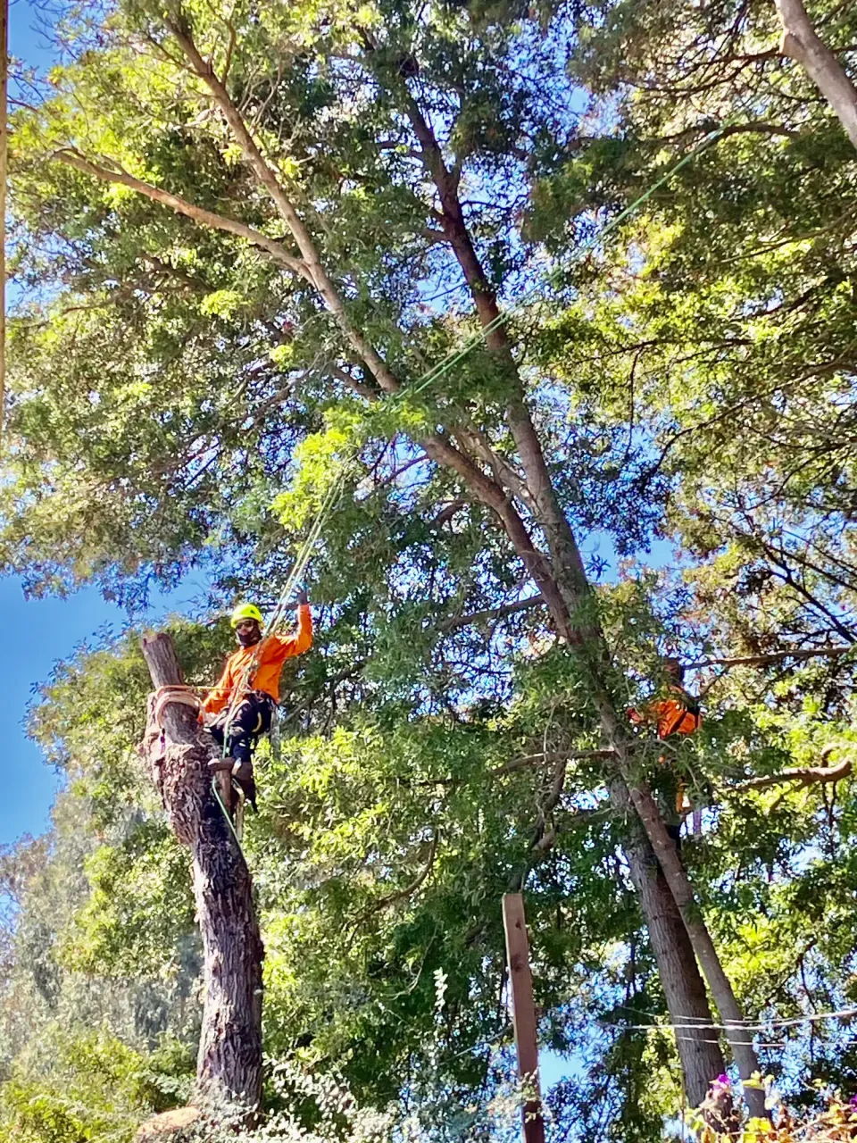 Climber working among leafy tree branches
