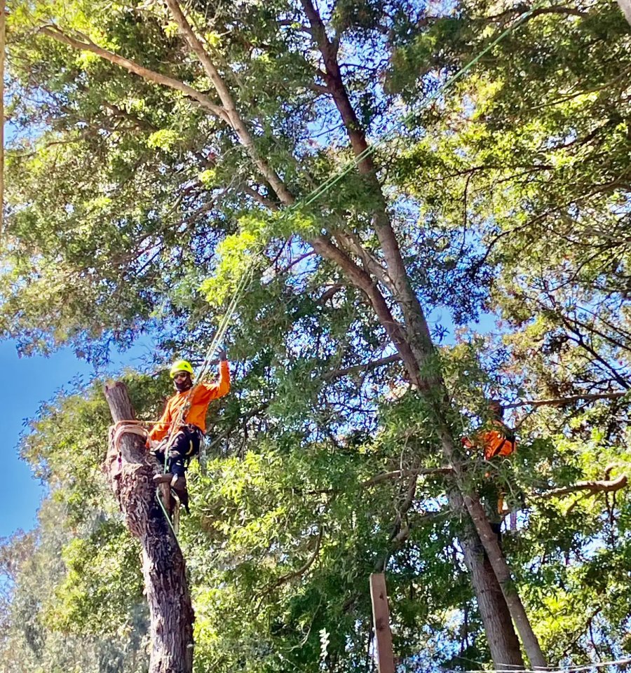 Selective tree crown reduction in Santa Rosa