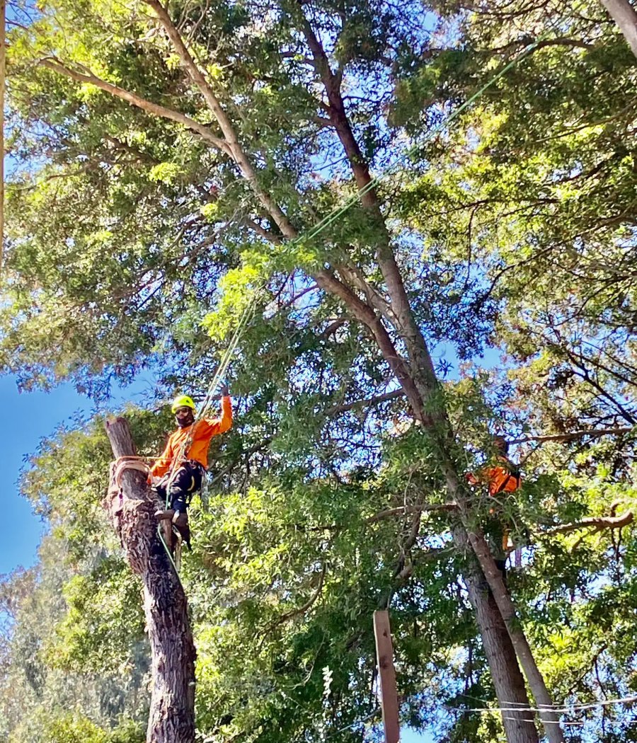 SRT Forestry reviewing tree root issues in Santa Rosa