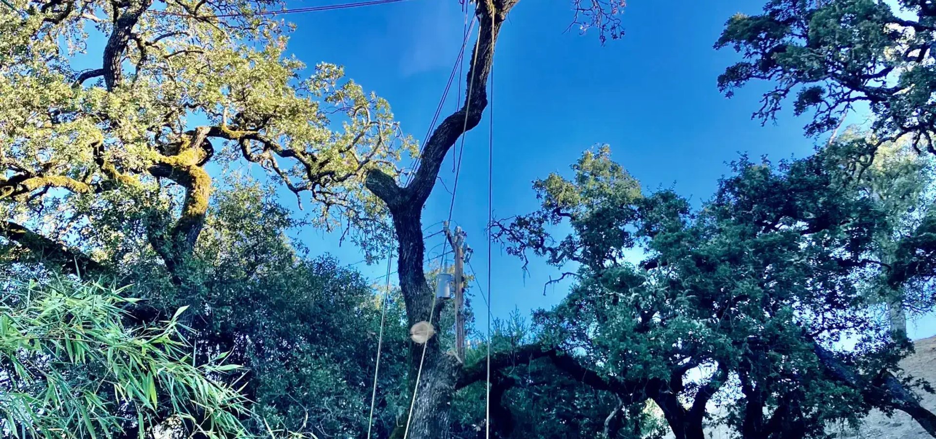Shrub removal and pruning service in Santa Rosa CA