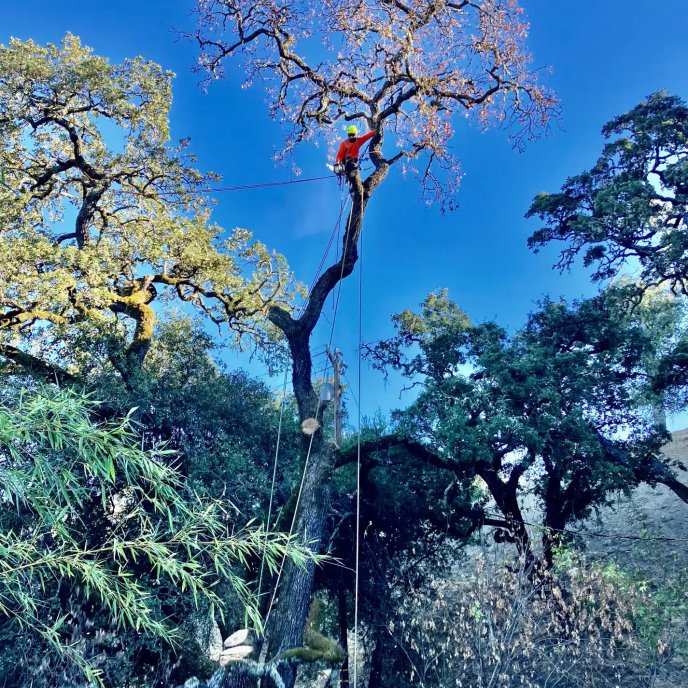Hazard tree removal project in Sonoma County