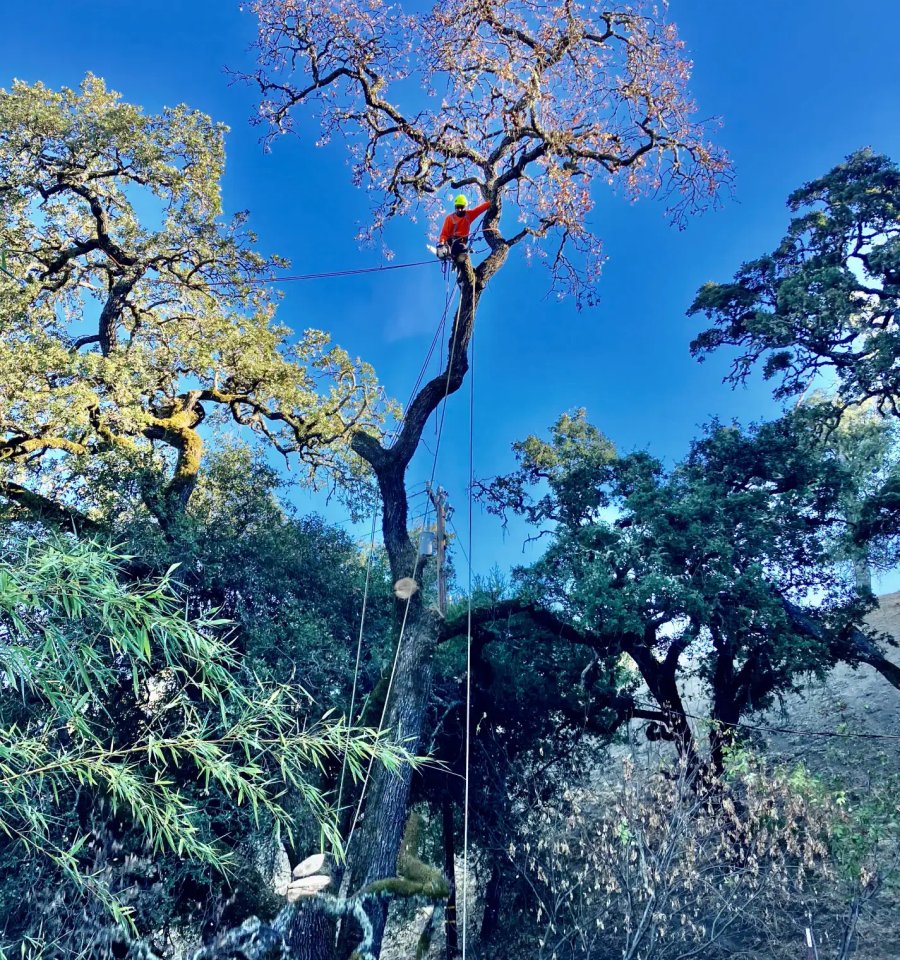 Tree root management and root zone care in Sonoma County