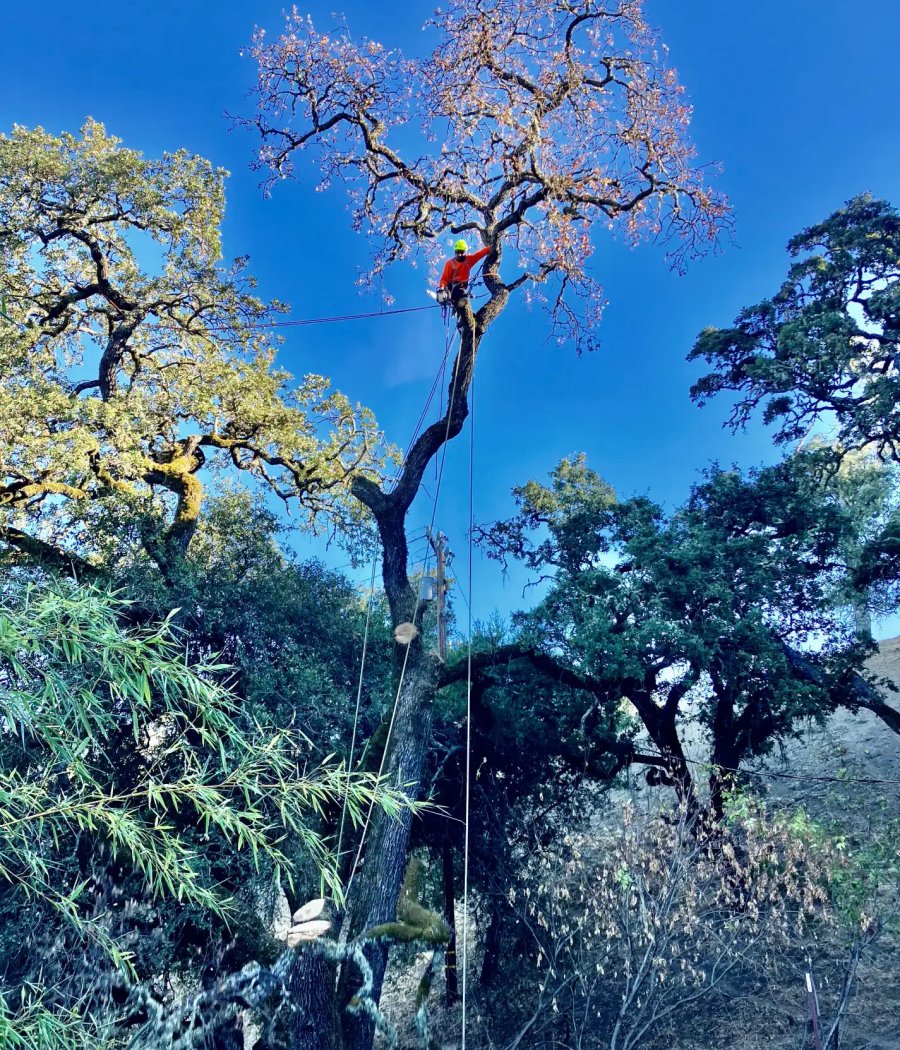 SRT Forestry arborist consultation in Santa Rosa