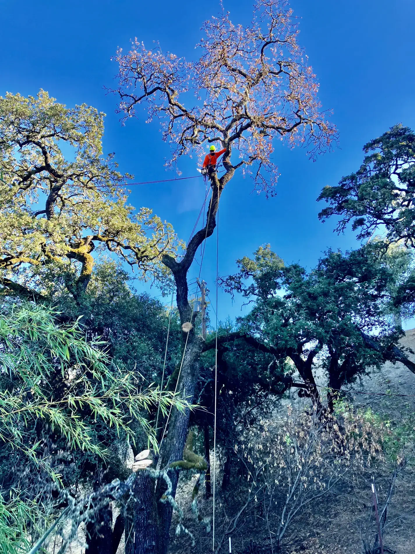 Hazard tree removal project in Sonoma County