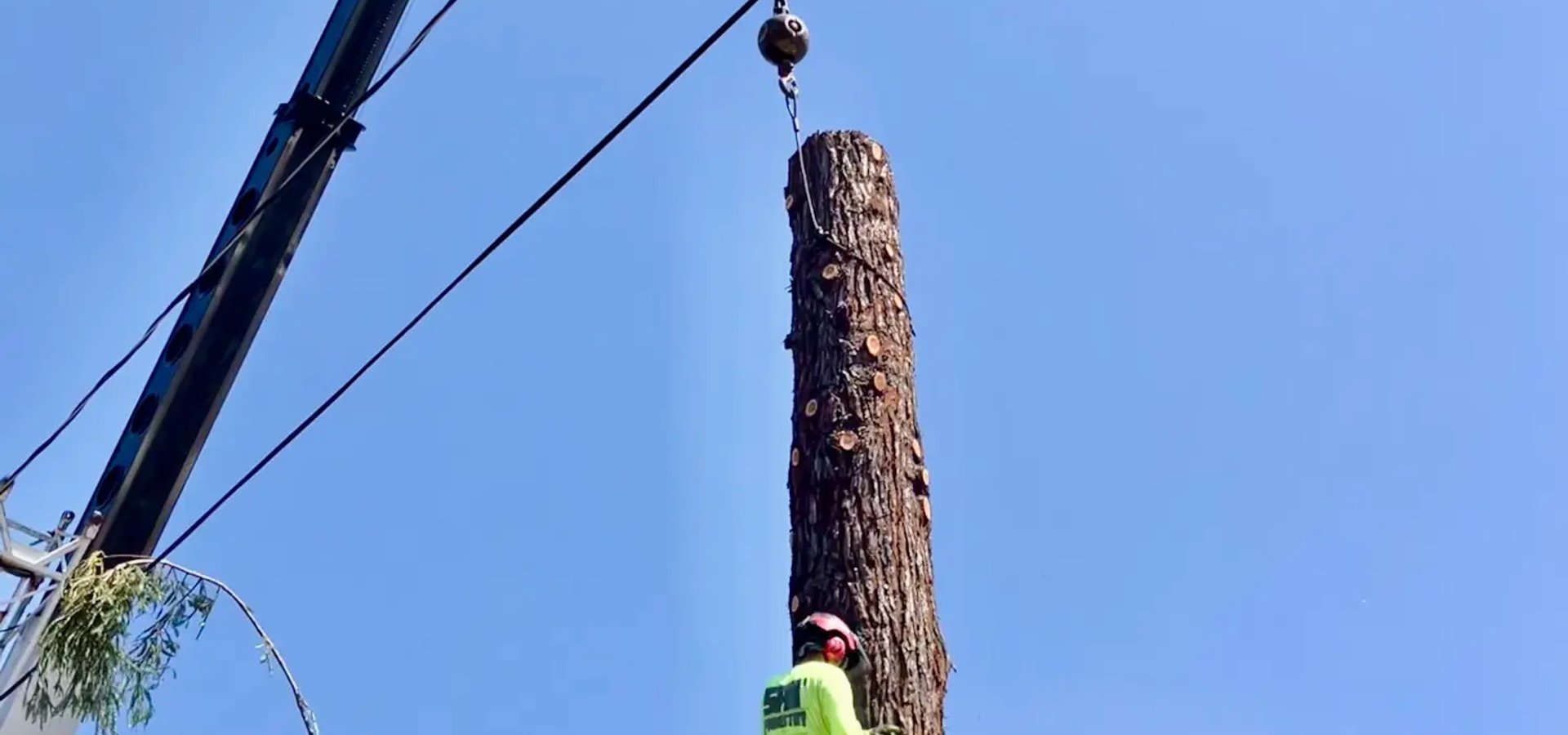 Tree cabling and bracing service in Santa Rosa CA