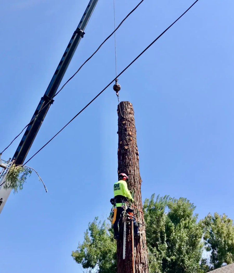 SRT Forestry crew clearing overgrown vegetation in Sonoma County