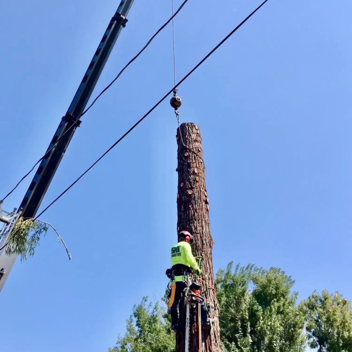 Crane-assisted tree removal project
