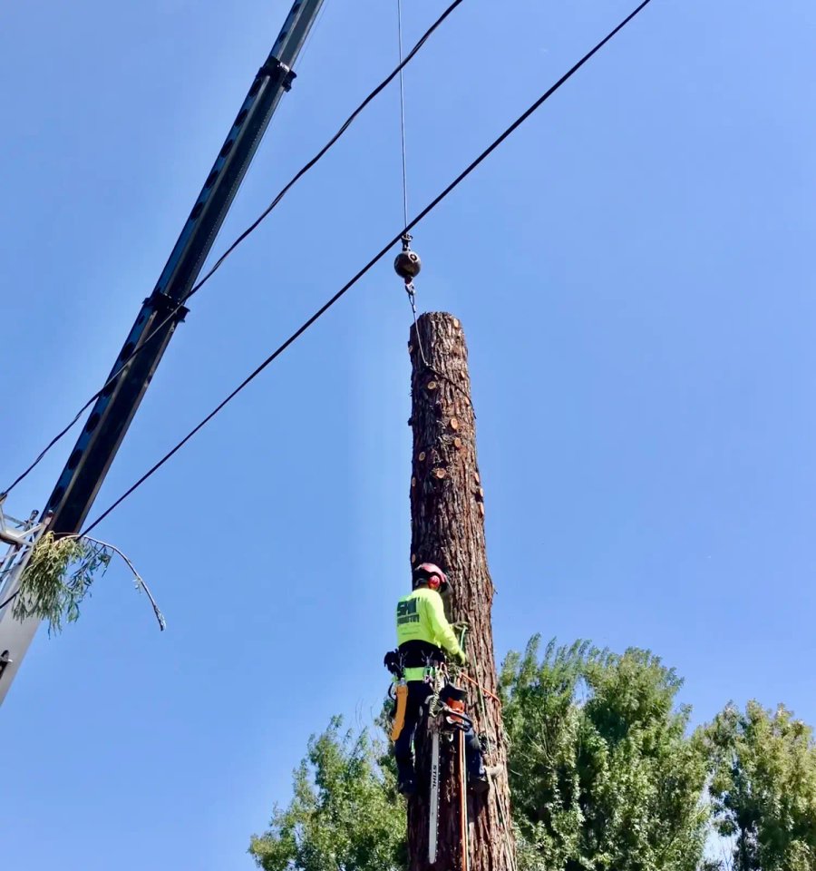 Arborist evaluating tree structure in Santa Rosa