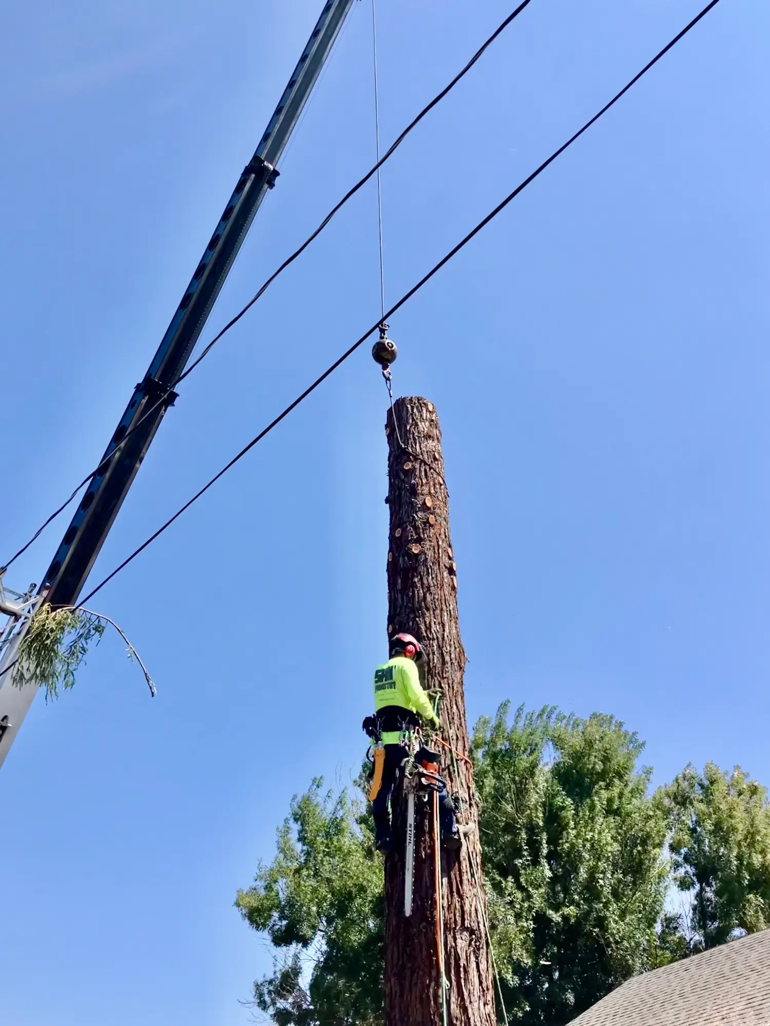 Crane-assisted tree removal project