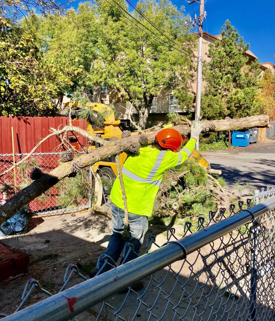 SRT Forestry shrub pruning and removal in Sonoma County