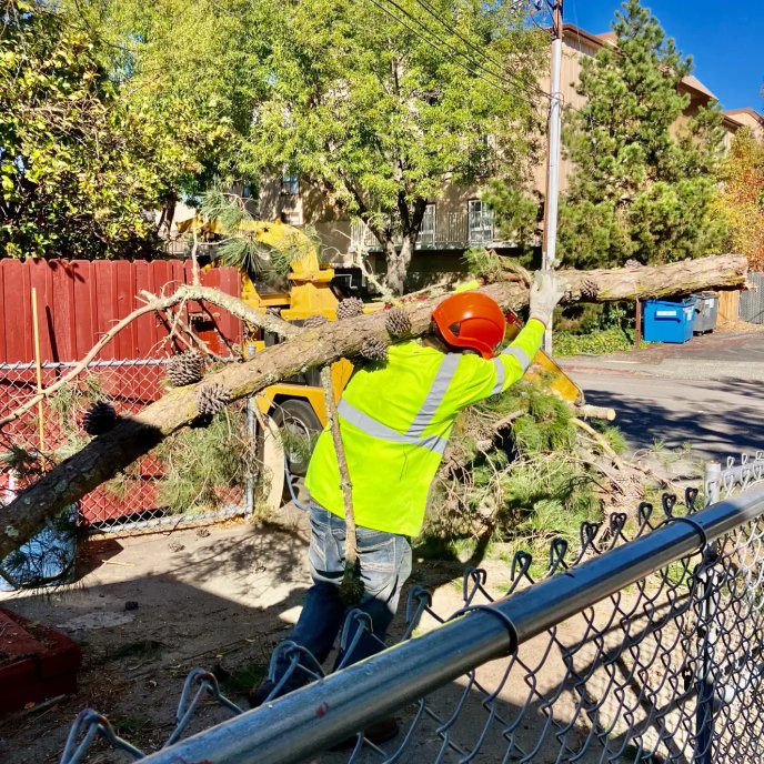 Tree debris cleanup and haul-away