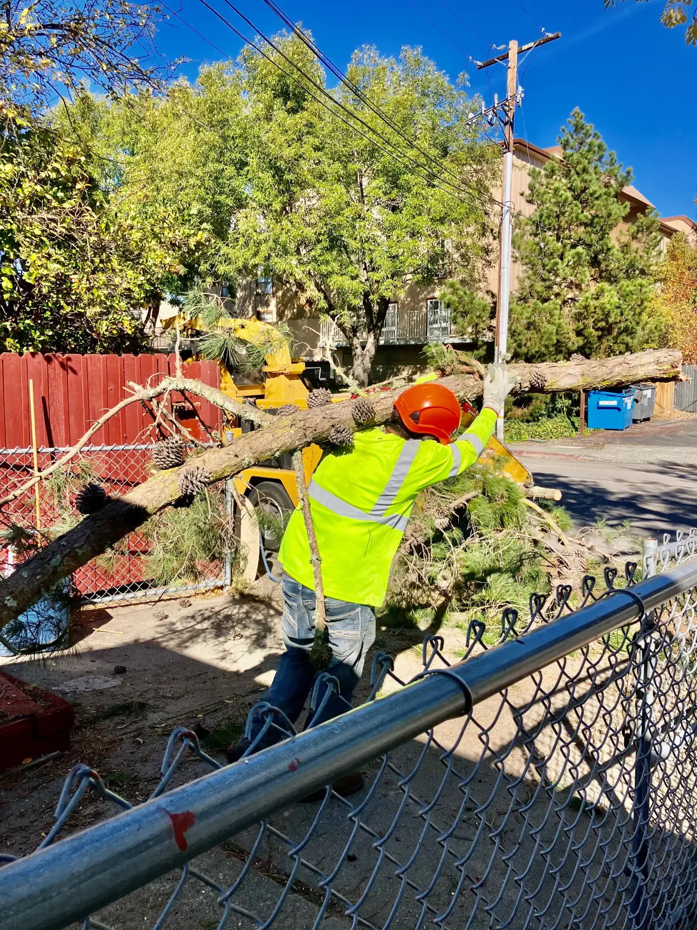 Tree debris cleanup and haul-away
