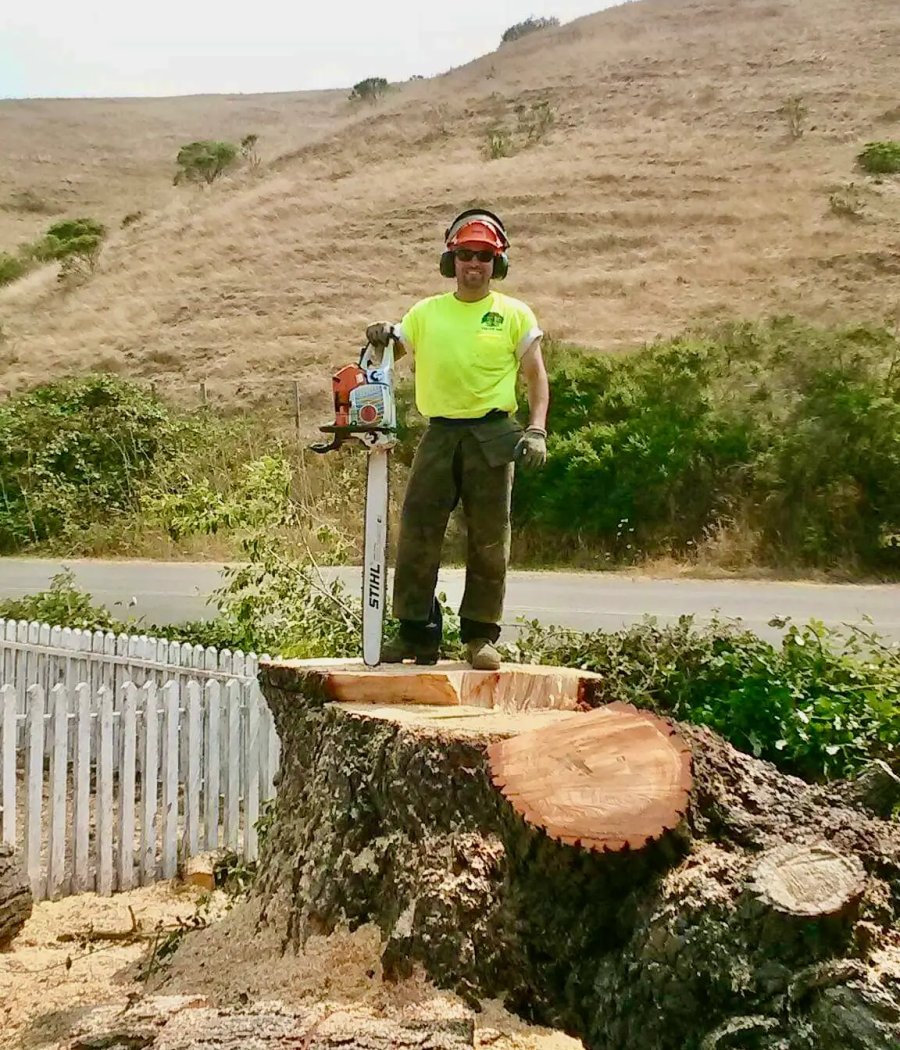 SRT Forestry arborist installing tree cable support in Santa Rosa