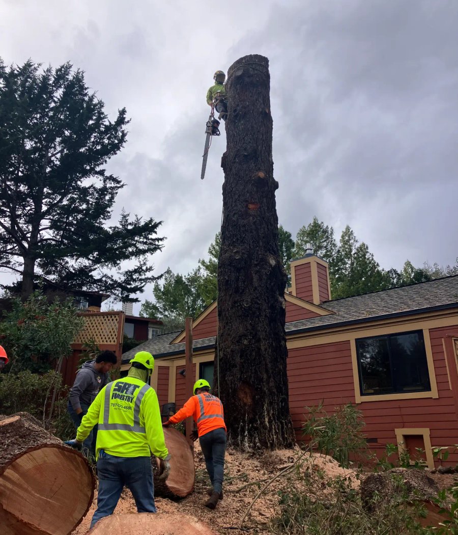SRT Forestry removing a hazardous tree in Santa Rosa CA