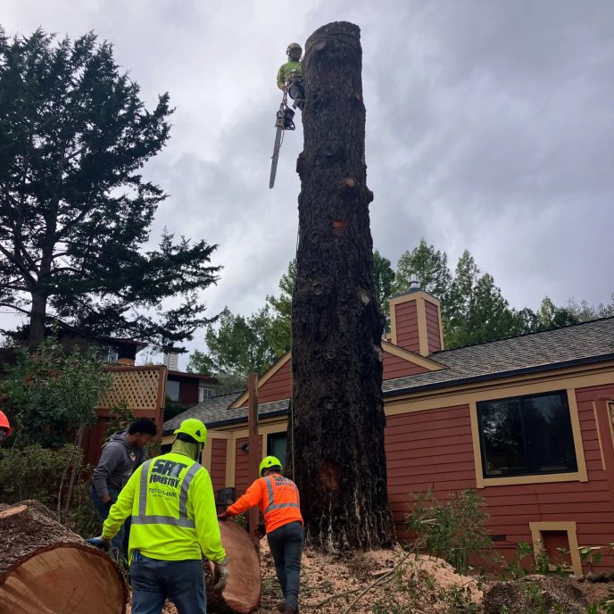 Storm-damaged tree safely removed
