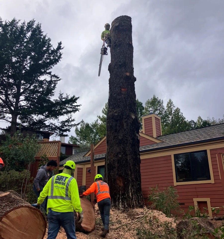 SRT Forestry crew clearing shrubs and overgrown vegetation in Santa Rosa