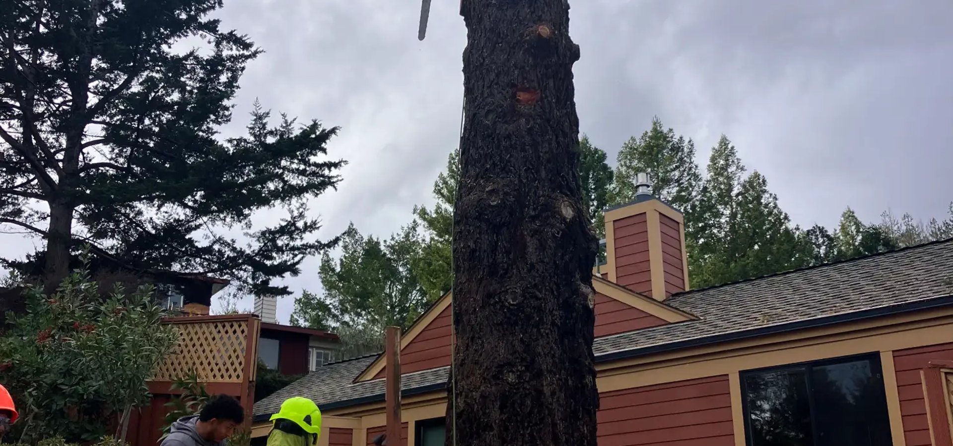 Emergency tree service in Santa Rosa CA