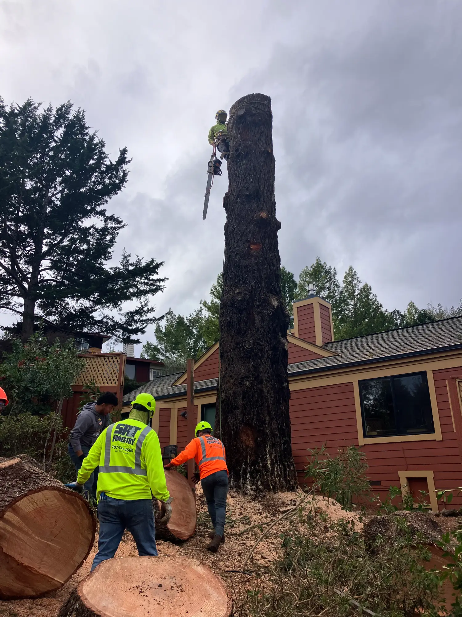 Storm-damaged tree safely removed